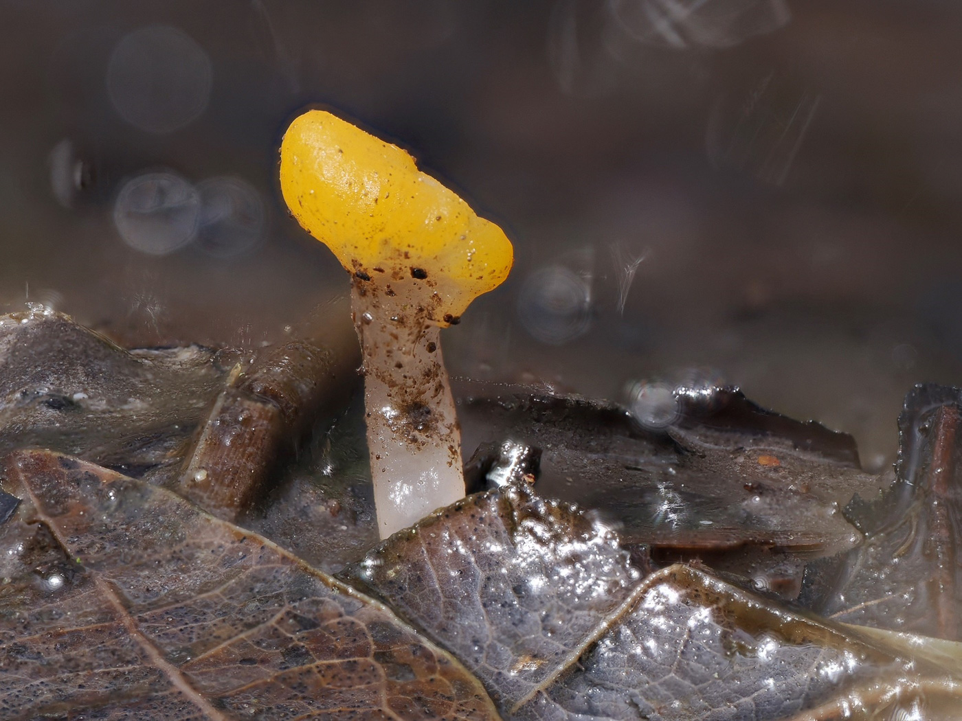 Photo by Claire Williams Mitrula paludosa by Claire Williams